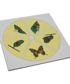 Montessori Premium Evolution Life Story of Butterfly Image1