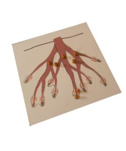 Root Puzzle