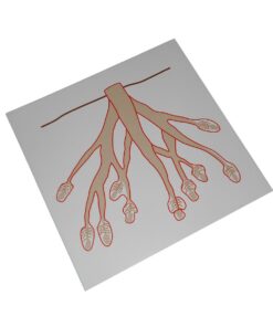 Control Card - Root Puzzle