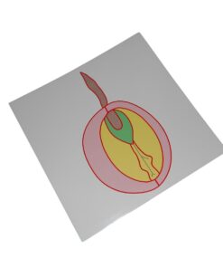 Control Card - Seed Puzzle