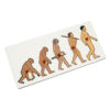 Human Evolution Puzzle