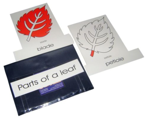 Terminology Cards: Parts Of Leaf