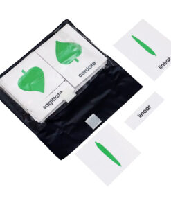 Montessori Premium Botany Cabinet Shapes: 3 Part Nomenclature Cards Image2