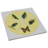 Montessori Premium Evolution Life Story of Butterfly Image1