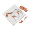 Montessori Premium Horse Puzzle Image2