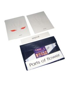 Terminology Cards: Parts Of A Flower