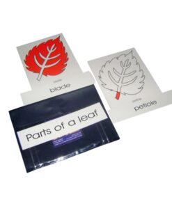 Terminology Cards: Parts Of Leaf