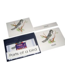 Terminology Cards: Parts Of Bird
