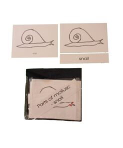 Terminology Card: Parts Of Snail