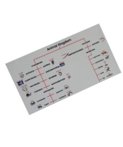 Classification Chart: Animal Kingdom