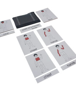 Terminology Card: Parts of Human